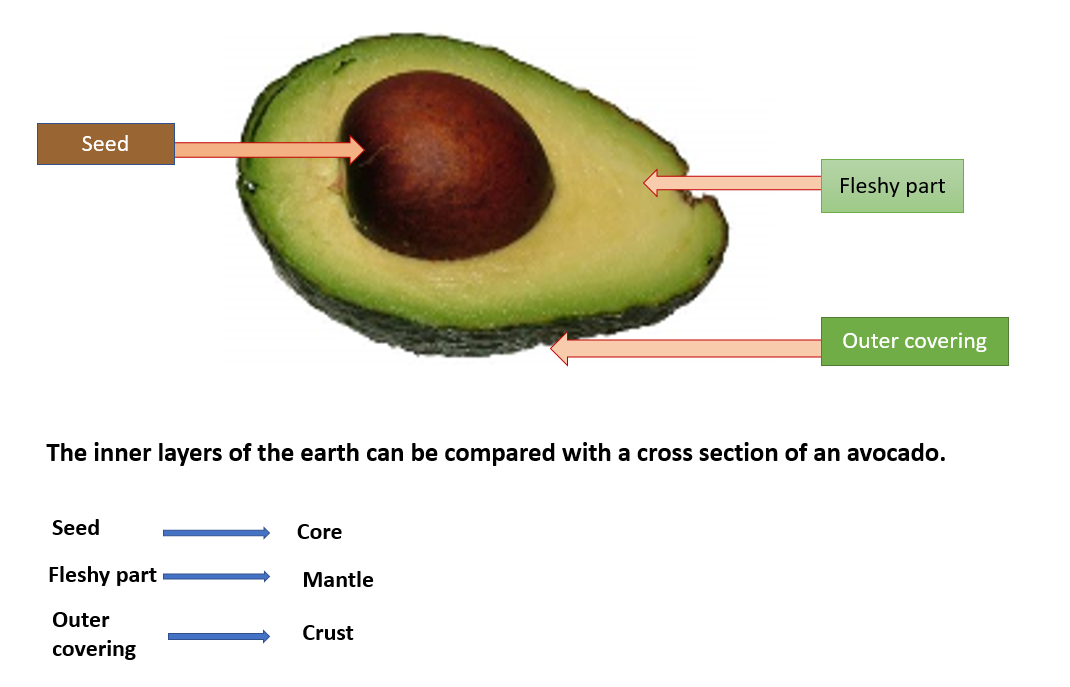 a cross section of an avocado.

