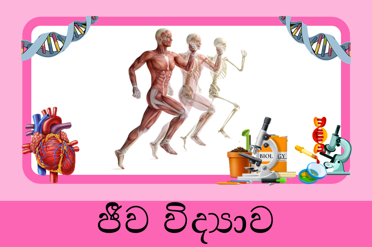 12 ශ්‍රේණිය ජීව විද්‍යාව